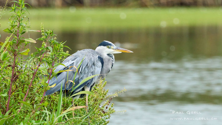 Graureiher - Grey Heron - #9677