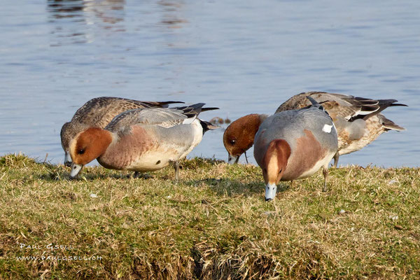 Pfeifenten - Eurasian Wigeons - #4393