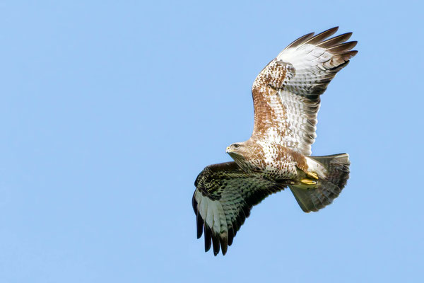 Mäusebussard - Common Buzzard - #7587