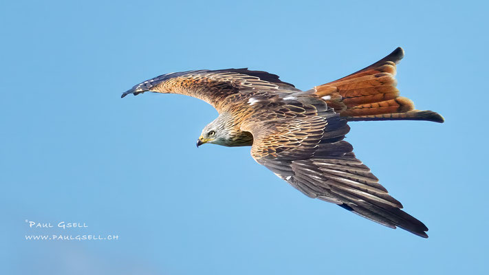 Rotmilan - Red Kite #4724