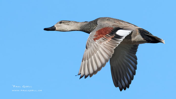 Schnatterente - Gadwall - #1800