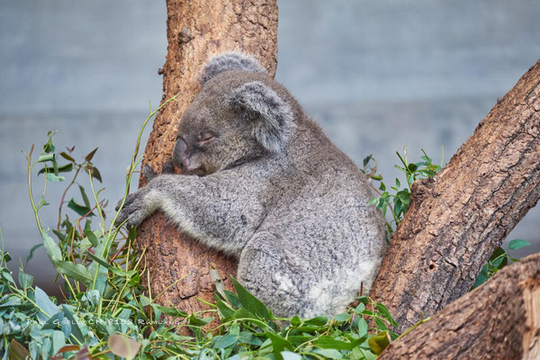 Koala Maisy im Zoo Zürich - #1884