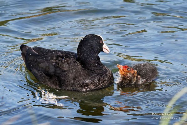 Blässhuhn mit Küken - Coot with fledgling - #3305