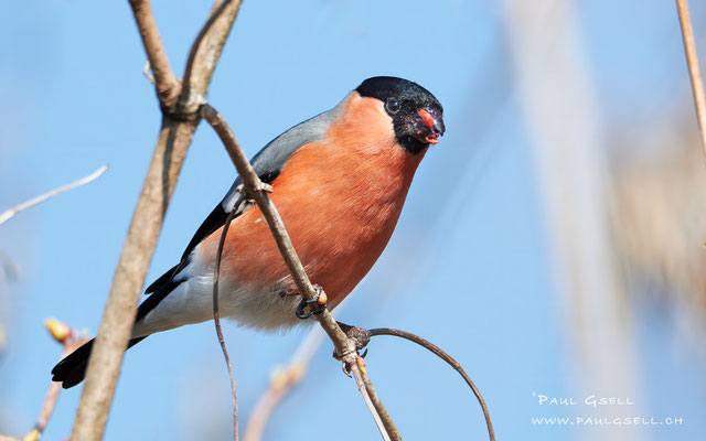 Gimpel - Eurasian Bullfinch - #3259