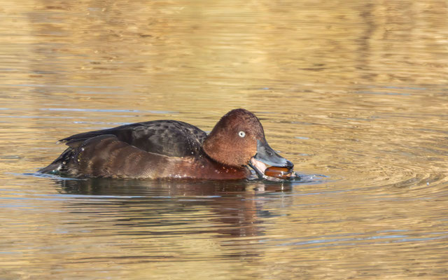 Moorente Männchen - Ferruginous Duck Male - #2671