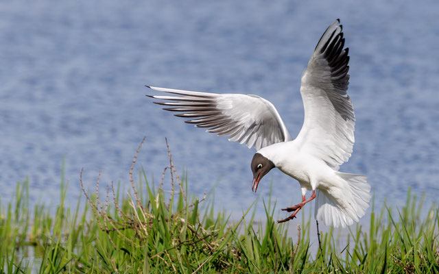 Lachmöwe - Black-headed Gull - #4007