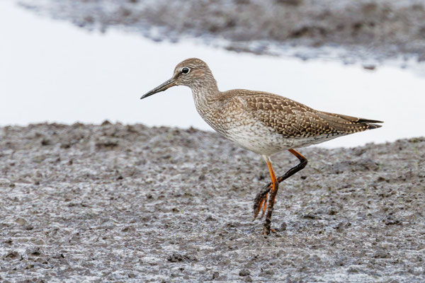 Rotschenkel - Redshank - #5170