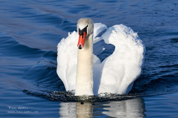 Höckerschwan - Mute Swan - #0144