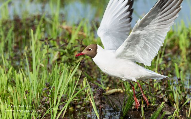 Lachmöwe - Black-headed Gull - #2910