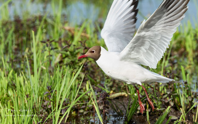 Lachmöwe - Black-headed Gull - #2910