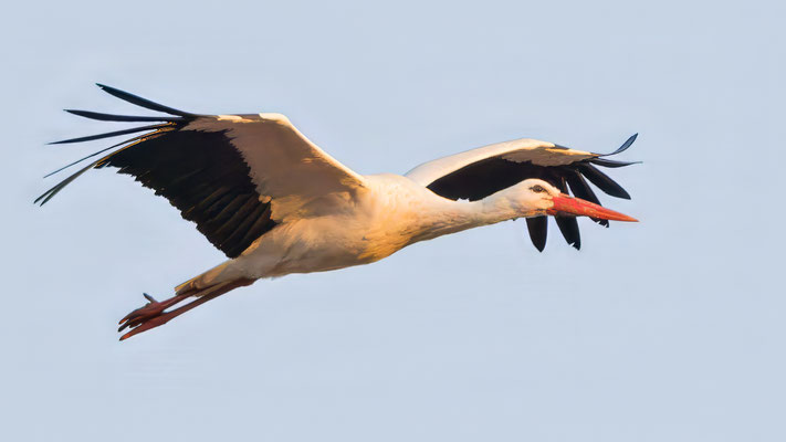 Weißstorch in der Abendsonne - White Stork in the evening light - #1005