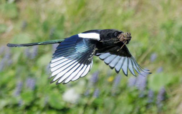 Elster - Magpie - #2242