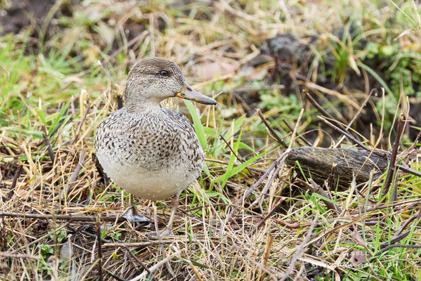 Krickente Weibchen - Eurasian Teal Feamale - #0222