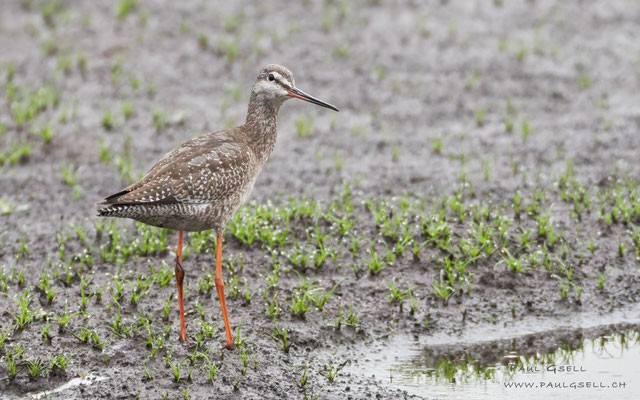 Dunkler Wasserläufer - Spotted Redshank - #7927