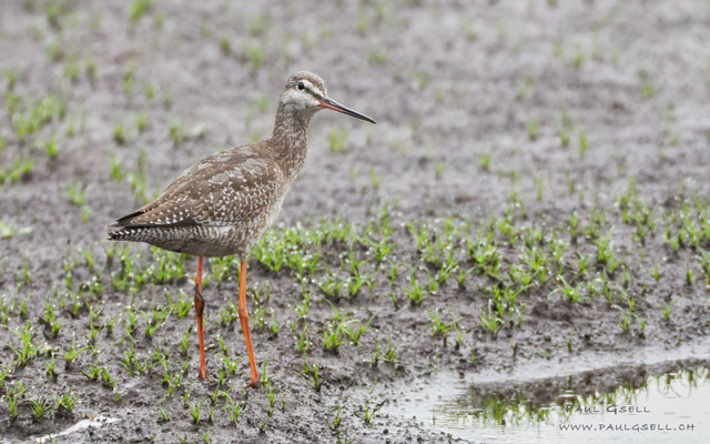 Dunkler Wasserläufer - Spotted Redshank - #7927