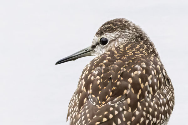 Bruchwasserläufer - Wood Sandpiper - #3627