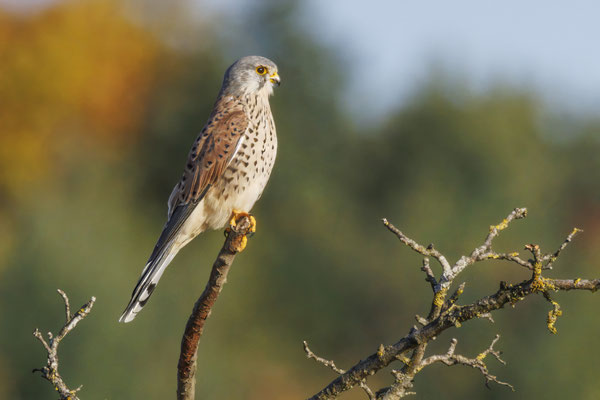 Turmfalke - Kestrel - #2297