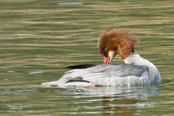 Gänsesäger - Common Merganser - #4532
