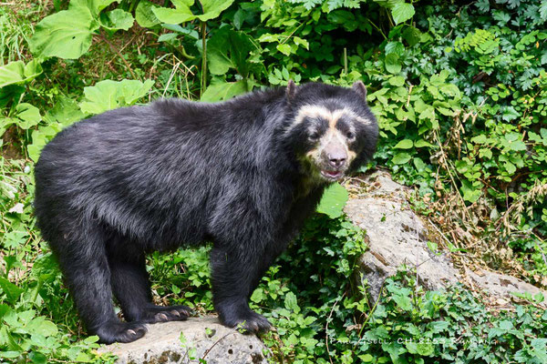 Brillenbärweibchen (Tremarctos ornatus) im Zoo Zürich - #1126