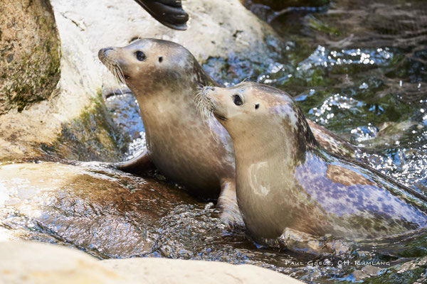 Seehunde im Zoo Zürich, Jungtiere - #1293