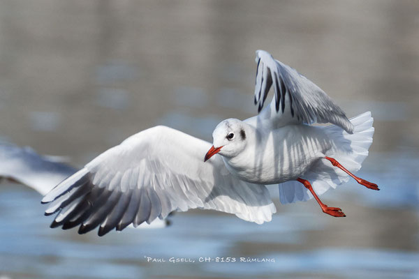 Lachmöwe - Black-headed Gull #5734