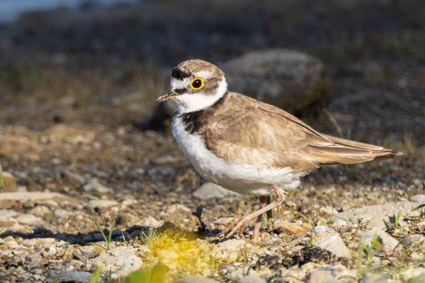 Flussregenpfeifer - Little Ringed Plover - #2502