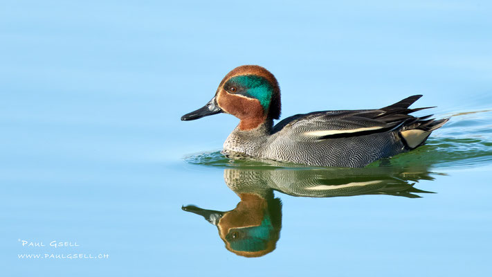 Krickente Männchen - Eurasian Teal Male - #4982