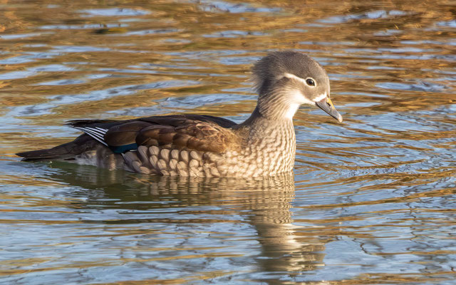 Mandarinente Weibchen - Mandarin Duck Female - #2600