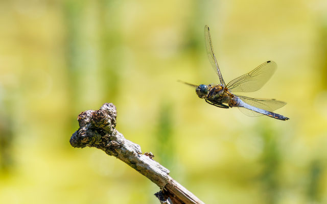 Großer Blaupfeil - Black-tailed Skimmer - #4525
