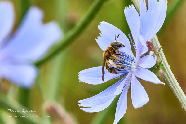 Biene auf Wegwarte - Bee on chicory - #3070
