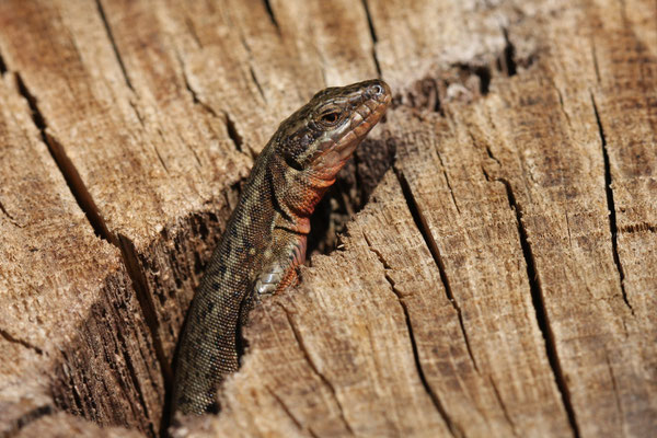 Lézard des murailles © Alexandre Boissinot