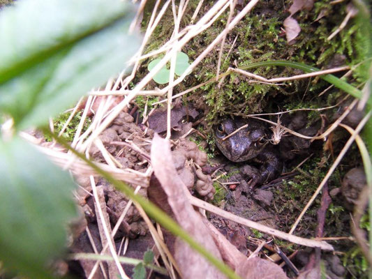 Grenouille rousse dans une galerie de micromammifère © Alexandre Boissinot