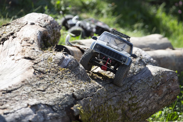 Wildlife Experience Amstetten 2019
