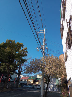 2024年1月5日 サクラ満開