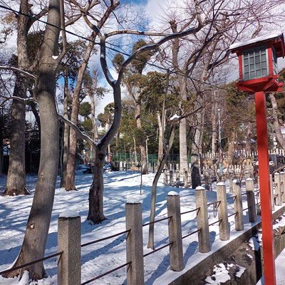八幡神社の林。