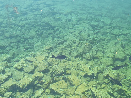 うまそうな魚も泳いでる