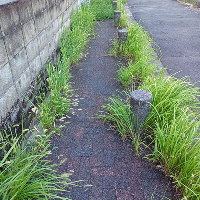 側道は草ボーボー