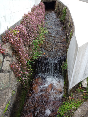 晴れていればきれいな側溝。花が咲き、きれいな水が流れていたが、なにか不安にさせる。