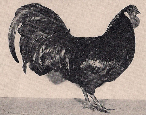 Er ist ein italiener, wurde von japanern erfunden, spricht englisch, sieht aus wie ein türke, rennt warum sind alle italiener so klein? Rheinländer: - SV Rheinländer und Zwerg-Rheinländer Hühner