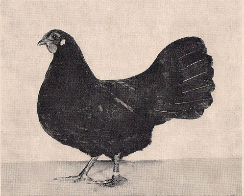 Italian restaurant in sulzbach, saarland. Zwerg-Rheinländer: - SV Rheinländer und Zwerg-Rheinländer ...