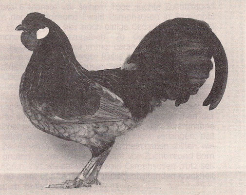 Frühreif, gute futtersucher, zutraulich, gute flugfähigkeit, winterleger. Zwerg-Rheinländer: - SV Rheinländer und Zwerg-Rheinländer ...