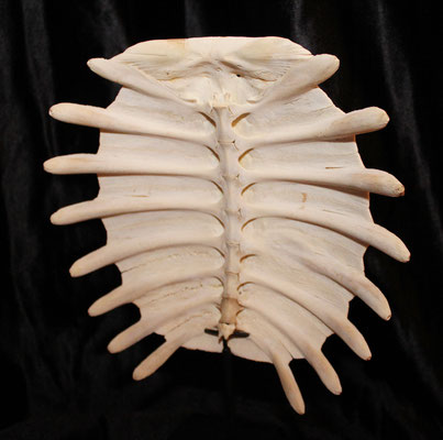 Preciosa concha de tortuga con peana / Beautiful turtle shell with stand (oddities)