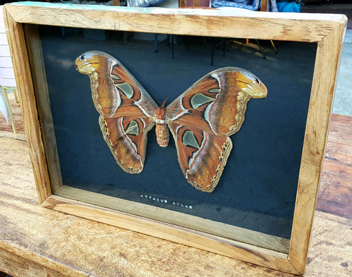 Attacus Atlas