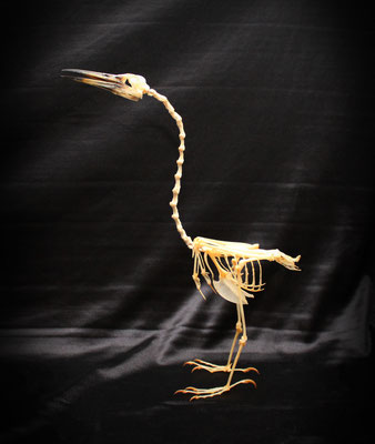 Esqueleto (ARDEOLA SPECIOSA) Skeleton