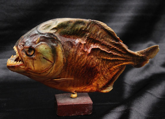 Antigua piraña (25 cm) Ancient piranha