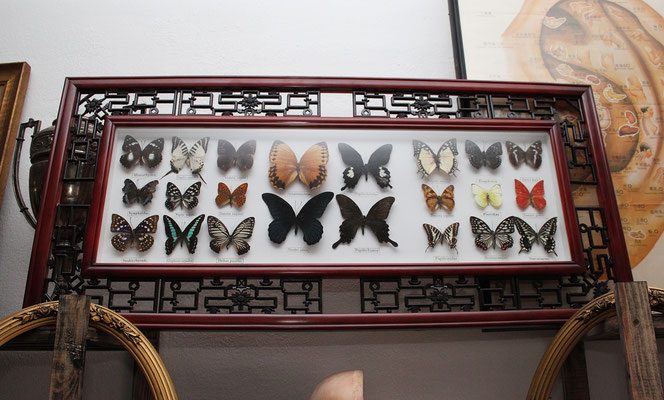 Composición 22 mariposas (Gran tamaño) / Composition 22 butterflies (Large size)