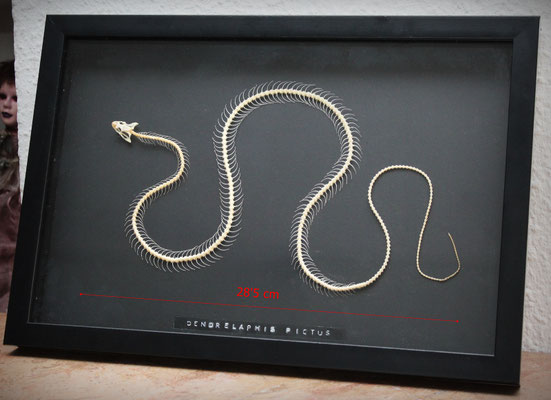 Cuadro con Dendrelaphis Pictus