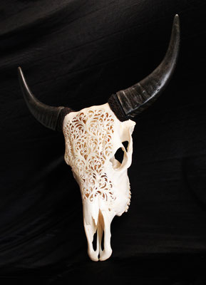 Cráneo de búfalo Indonesio / Indonesian buffalo skull