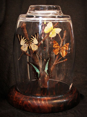 Cúpula Mariposas (Natural) Butterflies Dome
