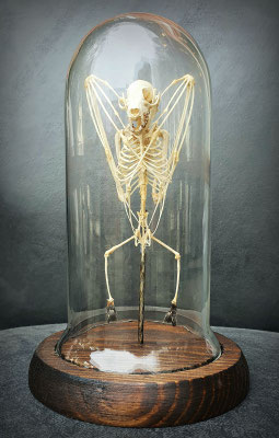 Esqueleto Murciélago / Bat Skeleton